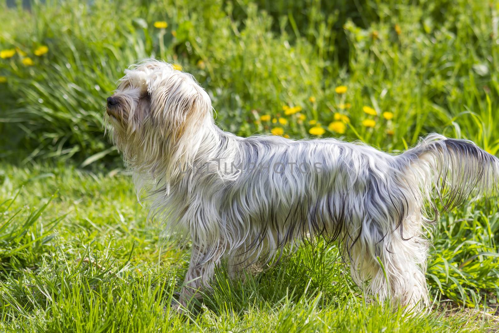 yorkshire terrier in the garden by miradrozdowski
