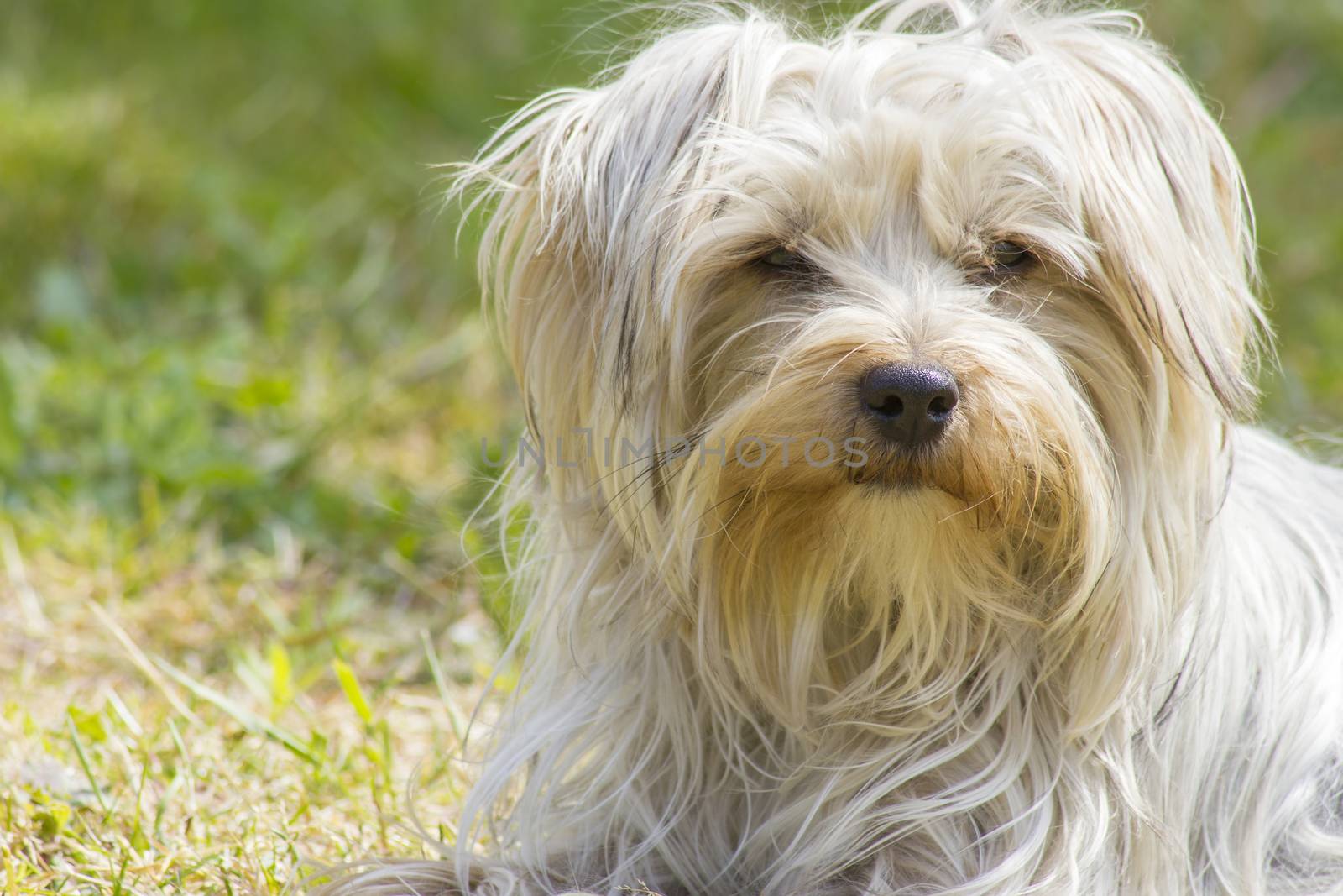 yorkshire terrier in the garden by miradrozdowski