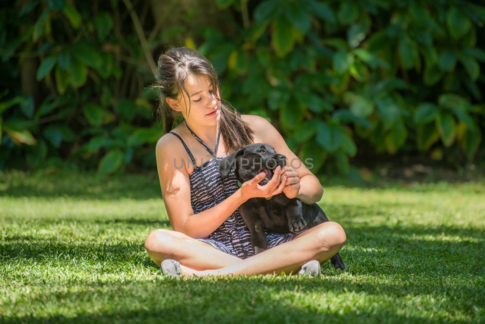A teenage girl plays with her Labrador puppy outside on the lawn of their garden.