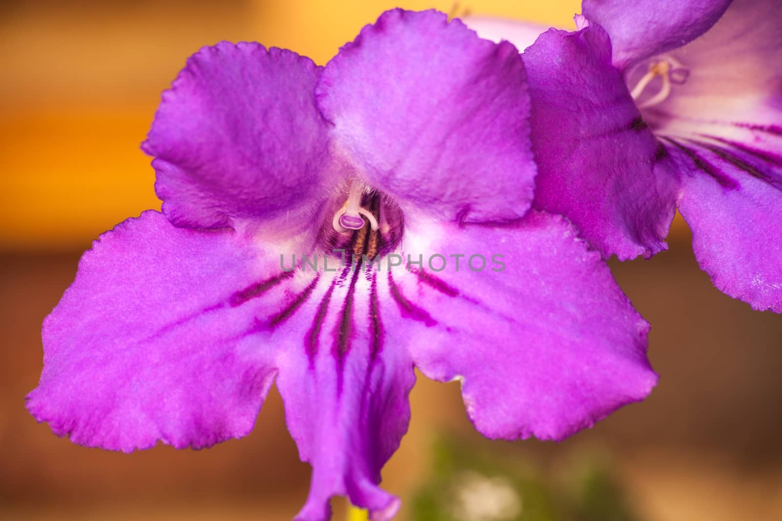 Flower of the Cape Violet (Streptocarpus) Macro.