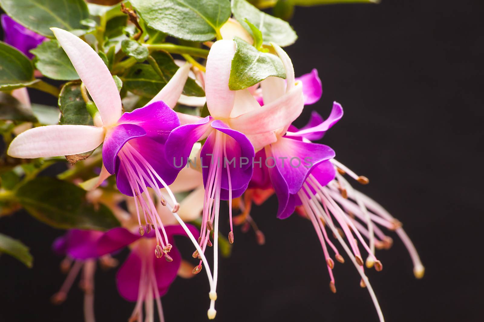 Fuchsia by kobus_peche