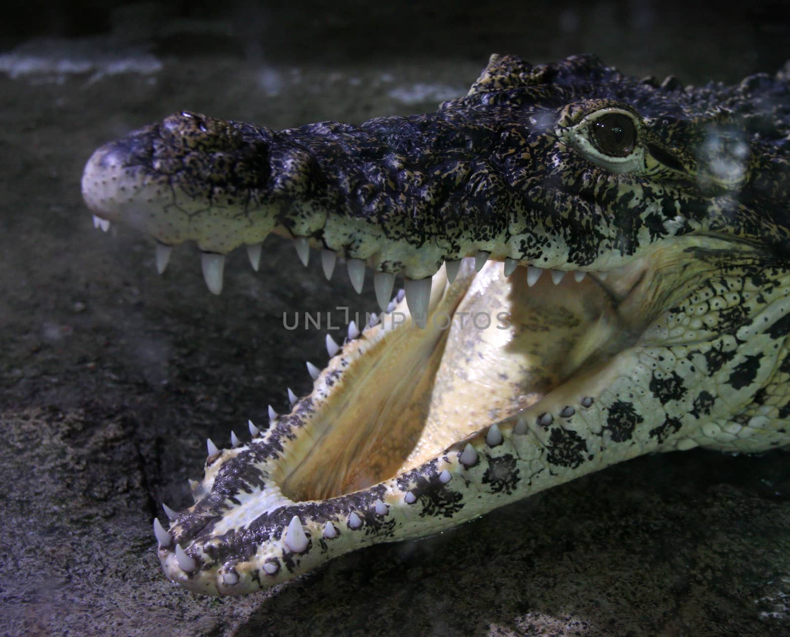 Crocodile with open jaws in close up