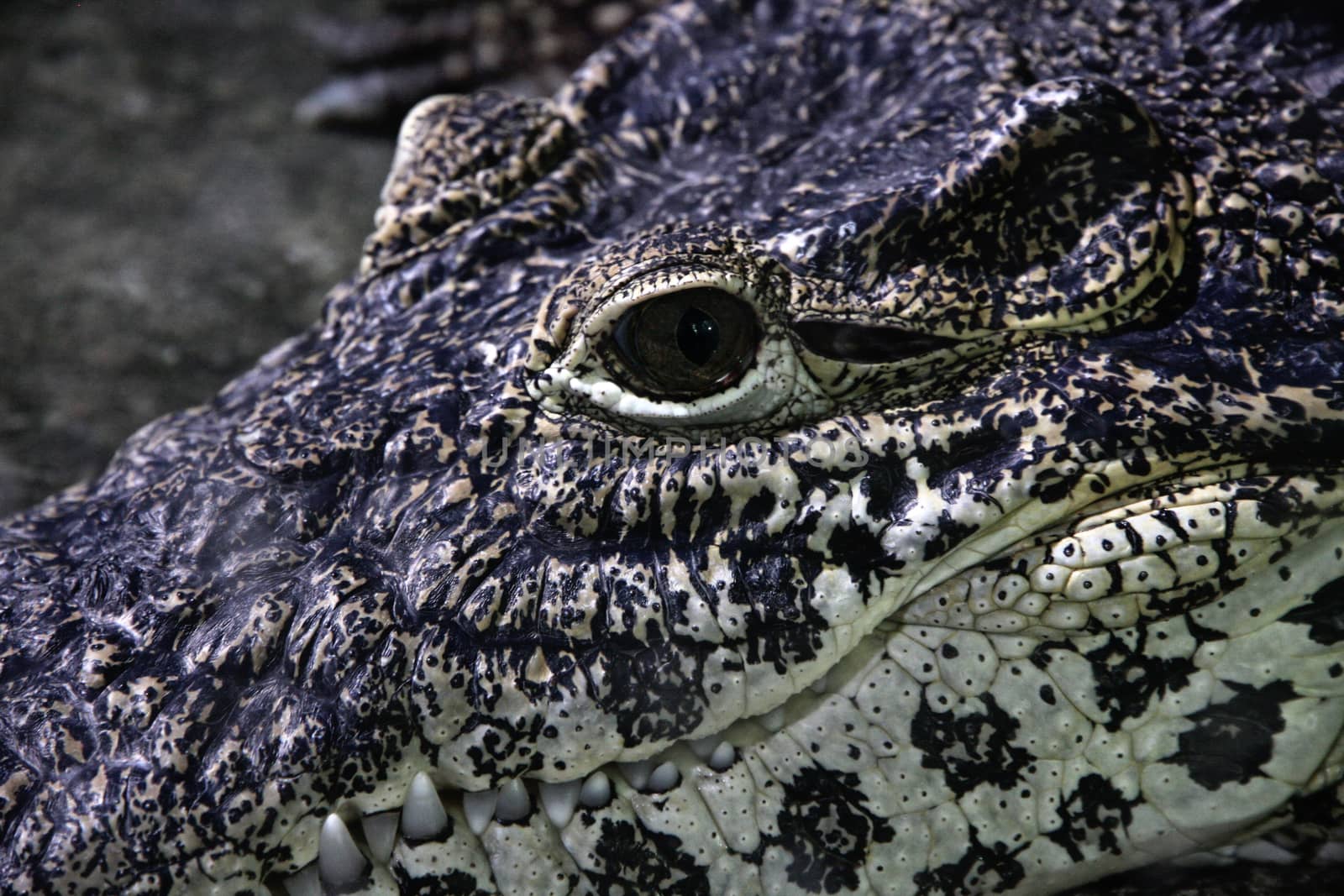Crocodile face close up