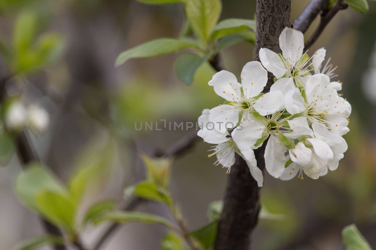 Flowering tree by alanstix64