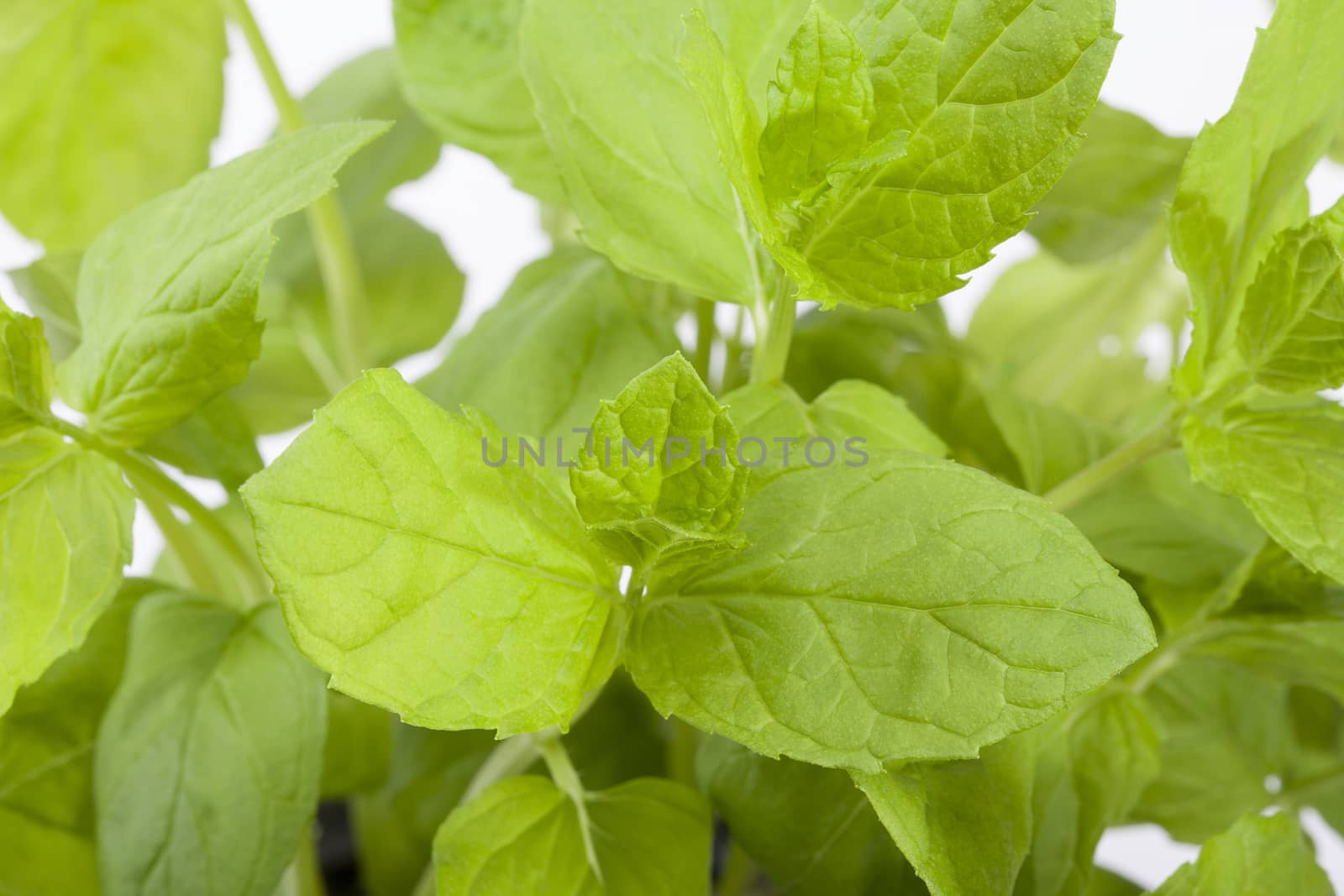 bush of green peppermint close up