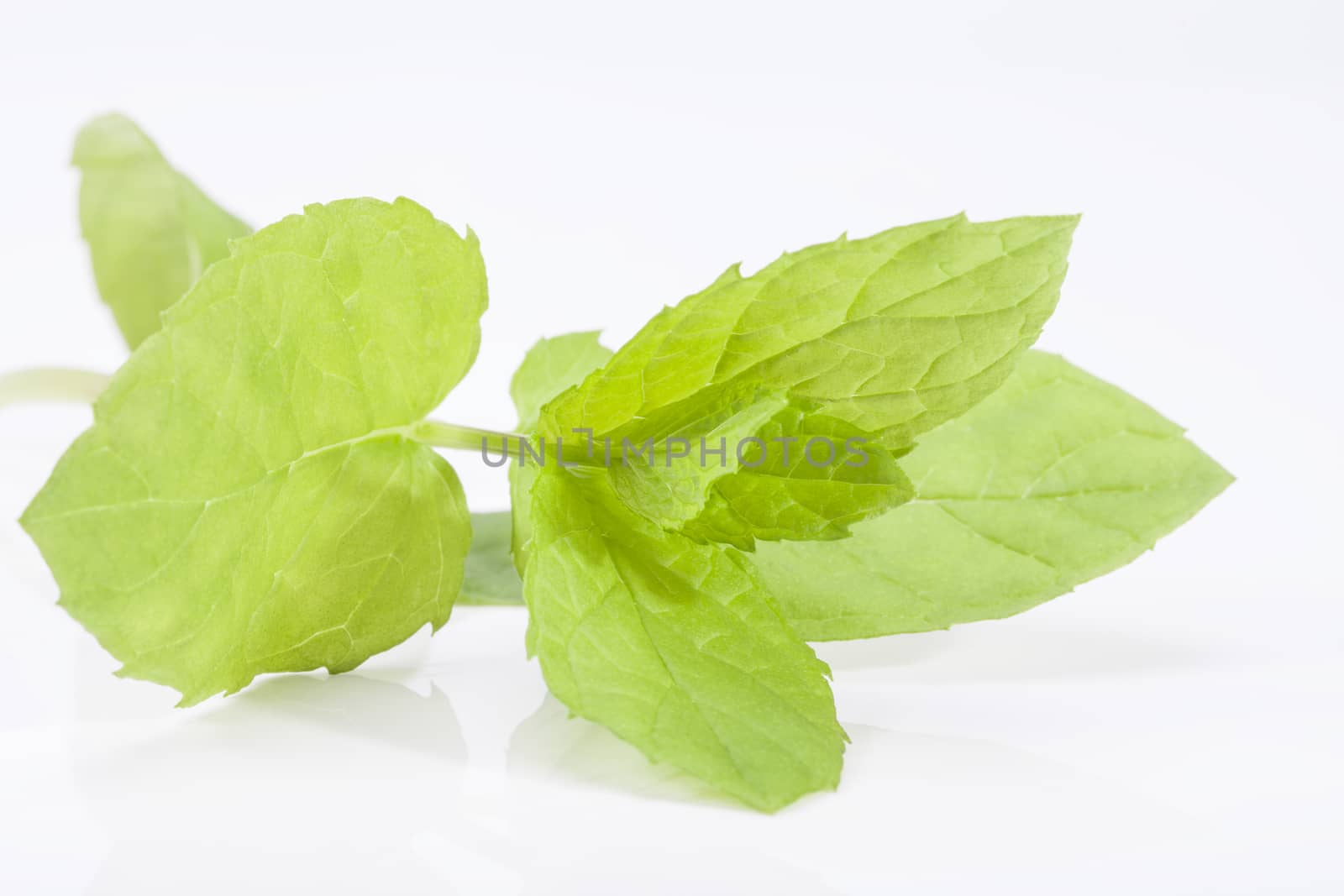 fresh mint leaves on a twig isolated on white background