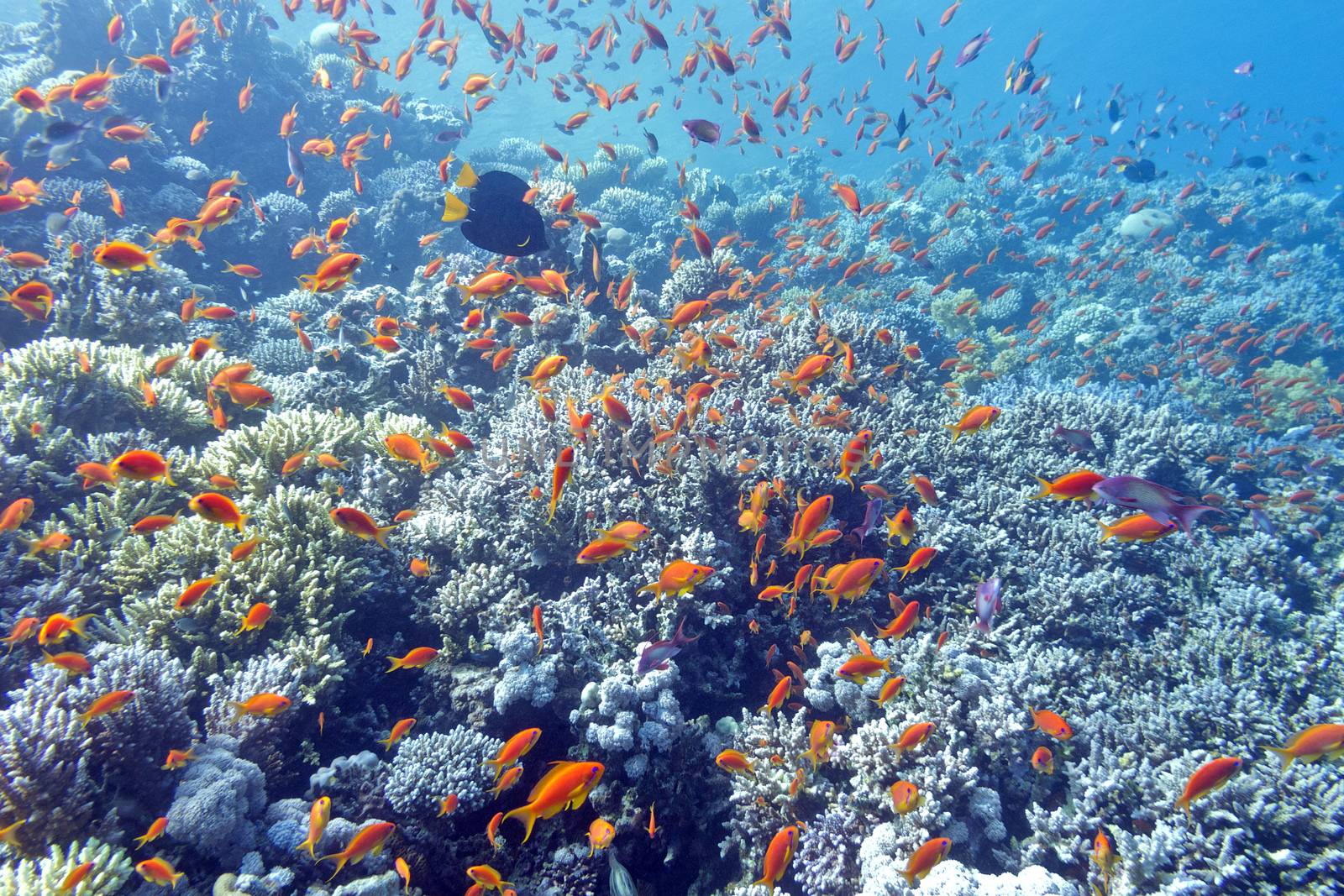 colorful coral reef with shoal of fishes scalefin anthias in tropical sea