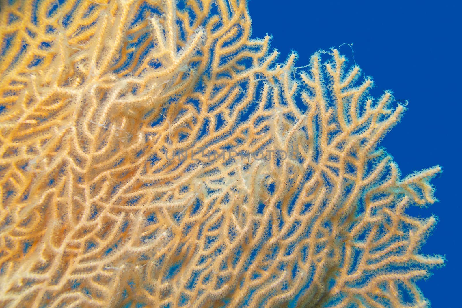Coral reef with gorgonian on the bottom of tropical sea on blue water background 