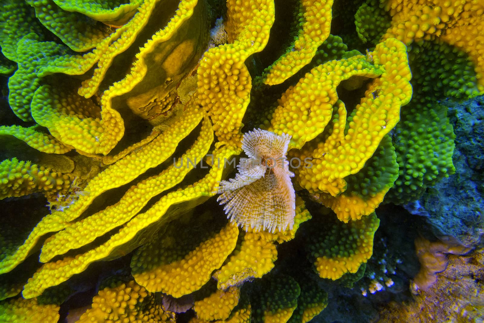 coral reef with yellow turbinaria mesenterina and fan worm at the bottom of tropical sea
