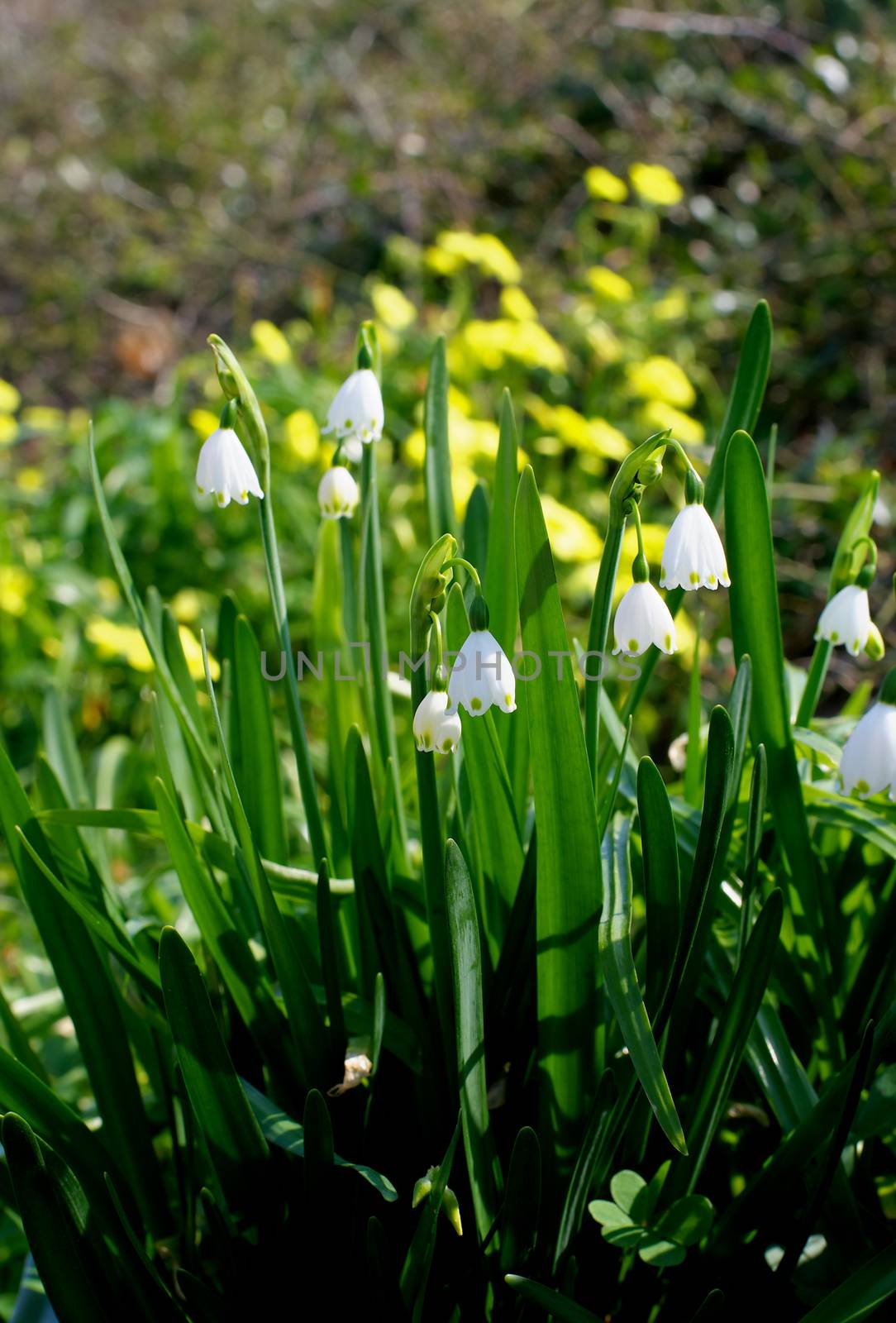 Beauty Lily of the Valley with Shadows on Blurred Yellow Flowers background Outdoors