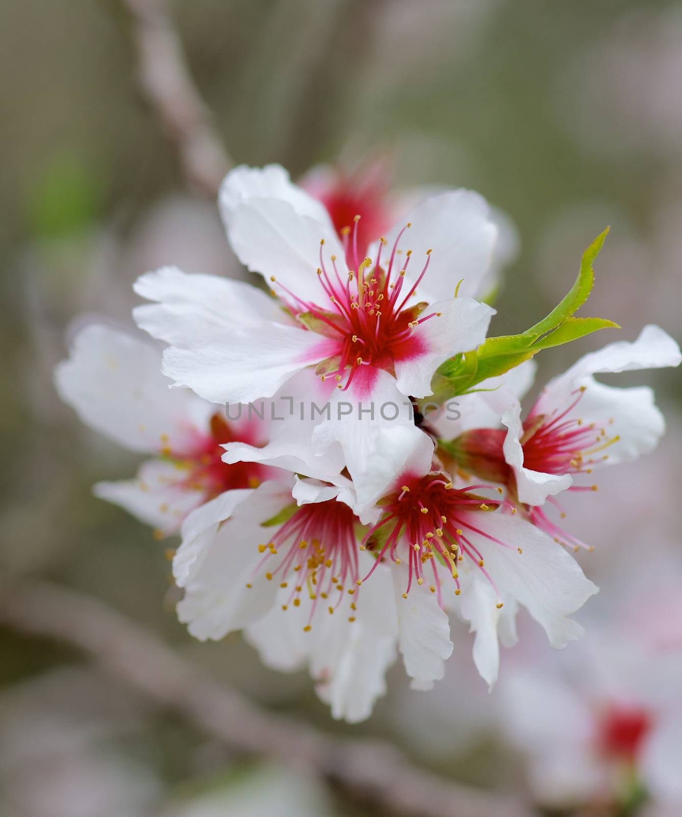 Cherry Blossom by zhekos