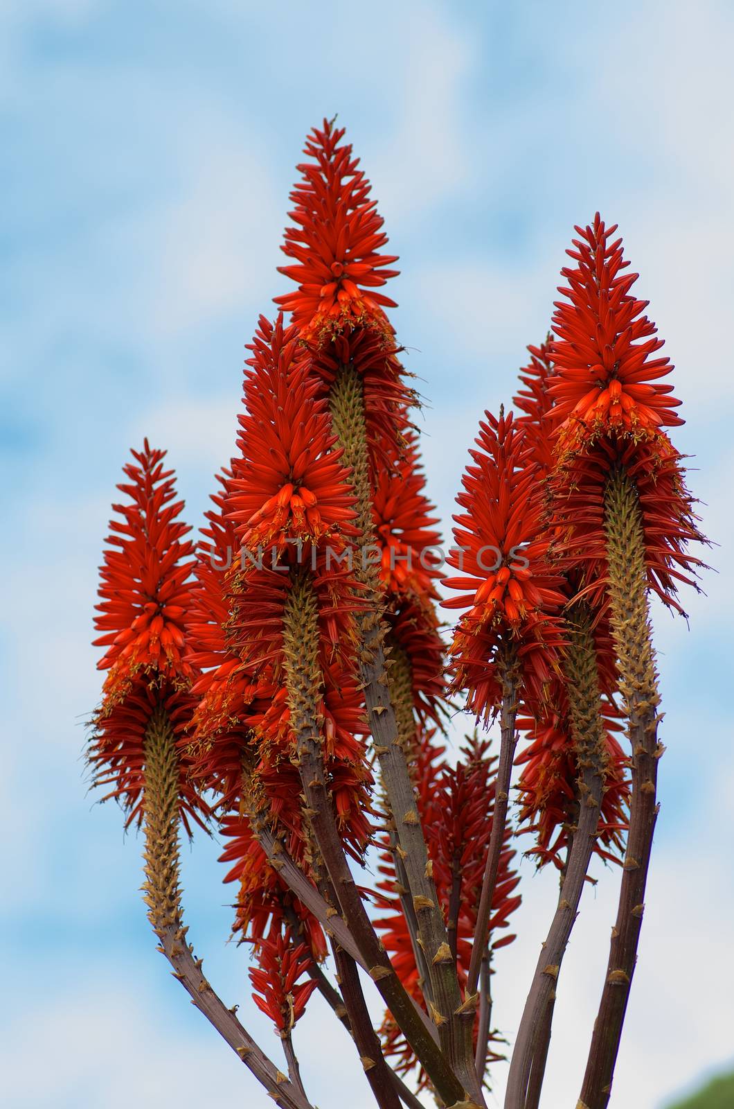 Beauty Red Giant Blooming Aloe Vera on Blue Sky background Outdoors