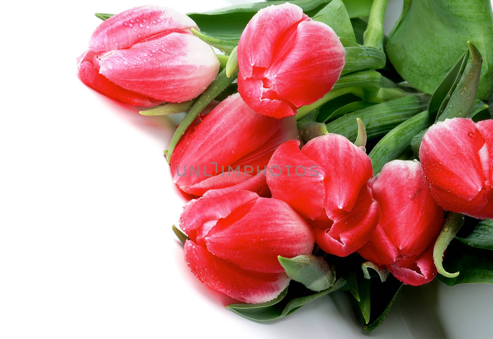 Corner Border of Spring Magenta Tulips with Leafs and Water Drops closeup on white background