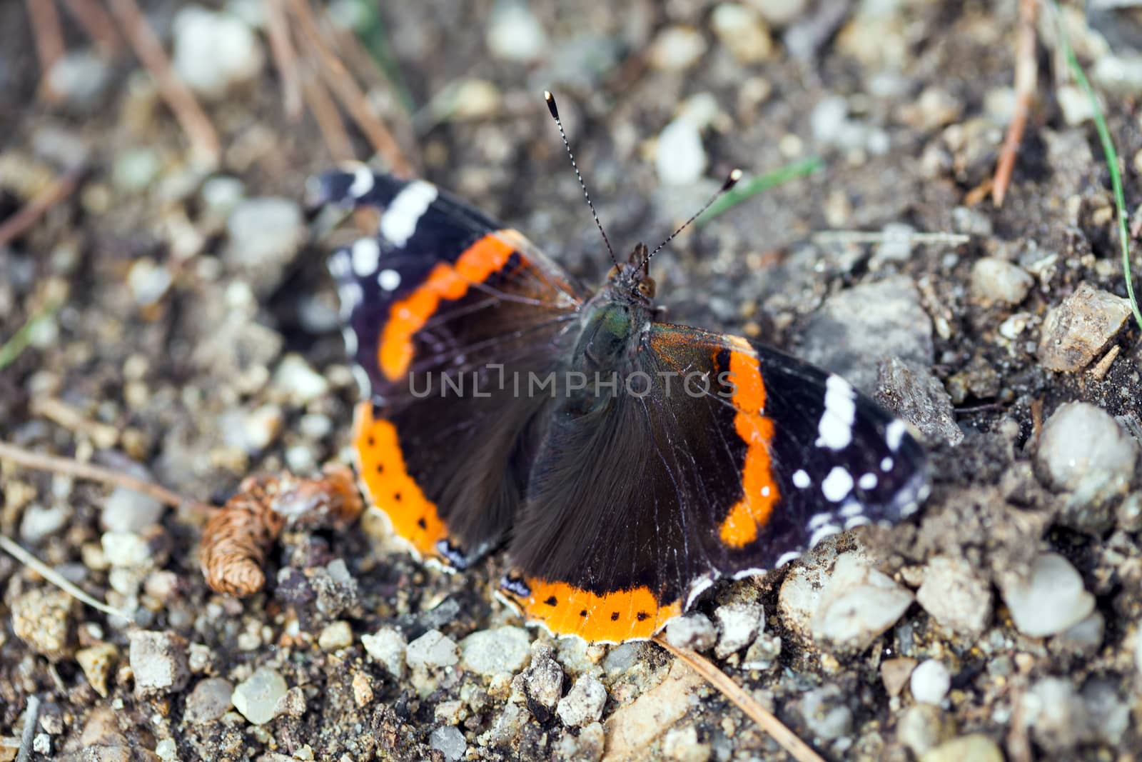 Monarch Butterfly with open wings resting by PixAchi