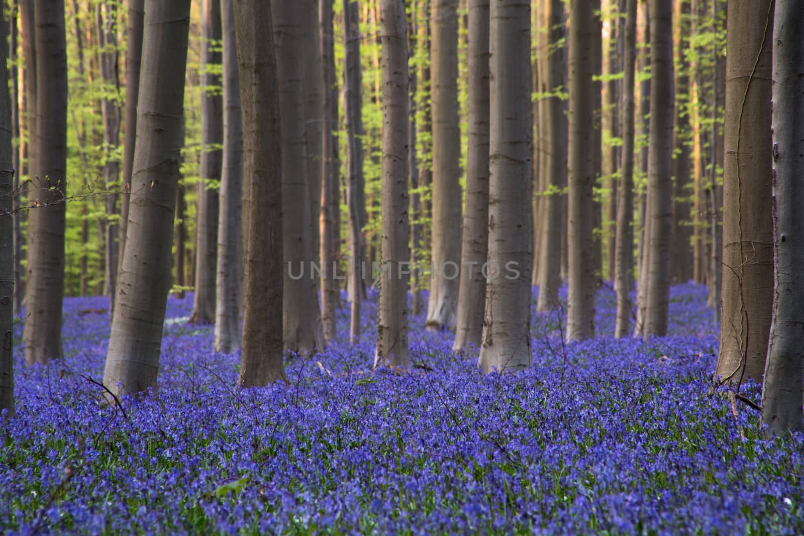 The bluebells flowers during springtime in Hallerbos, Halle, Belgium