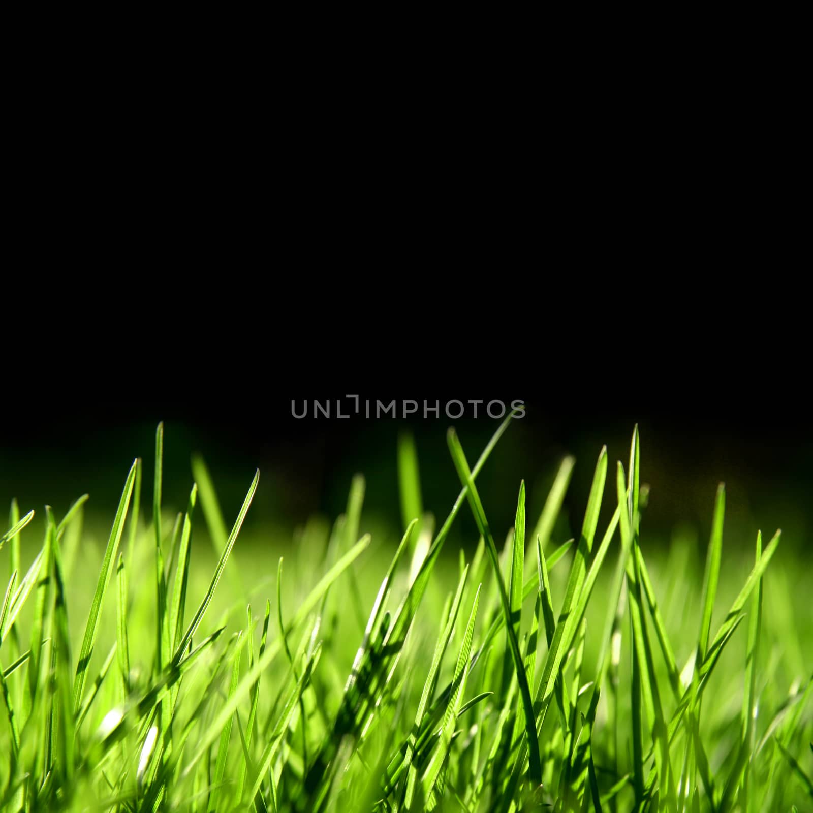 grass over black background, swallow depth of field