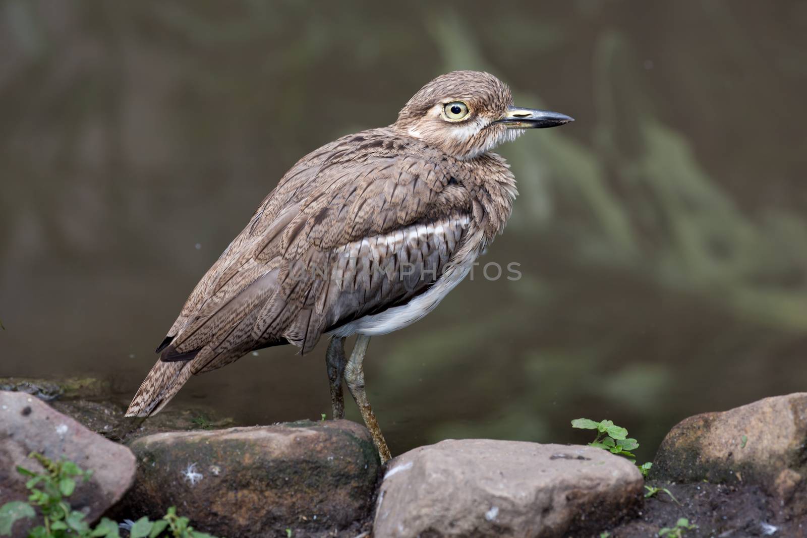 Water Dikkop or Thick-knee bird next to a pond