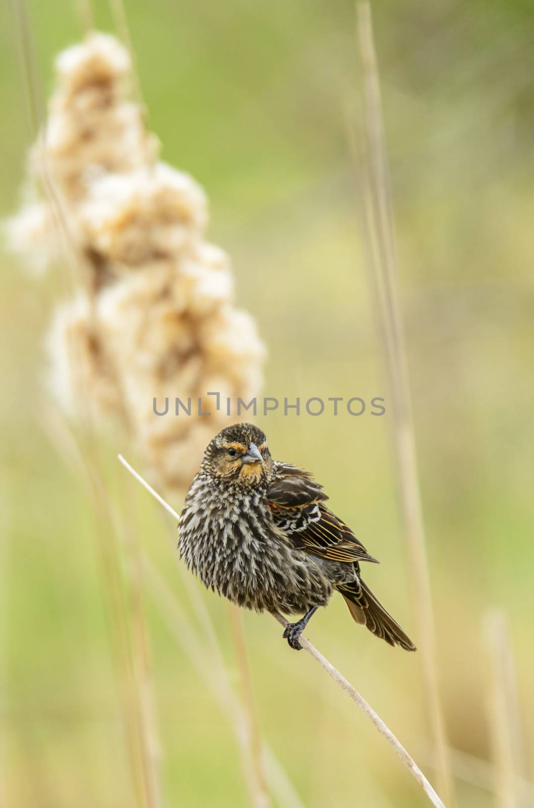 Female red-winged blackbird perched on some reeds in a marsh.