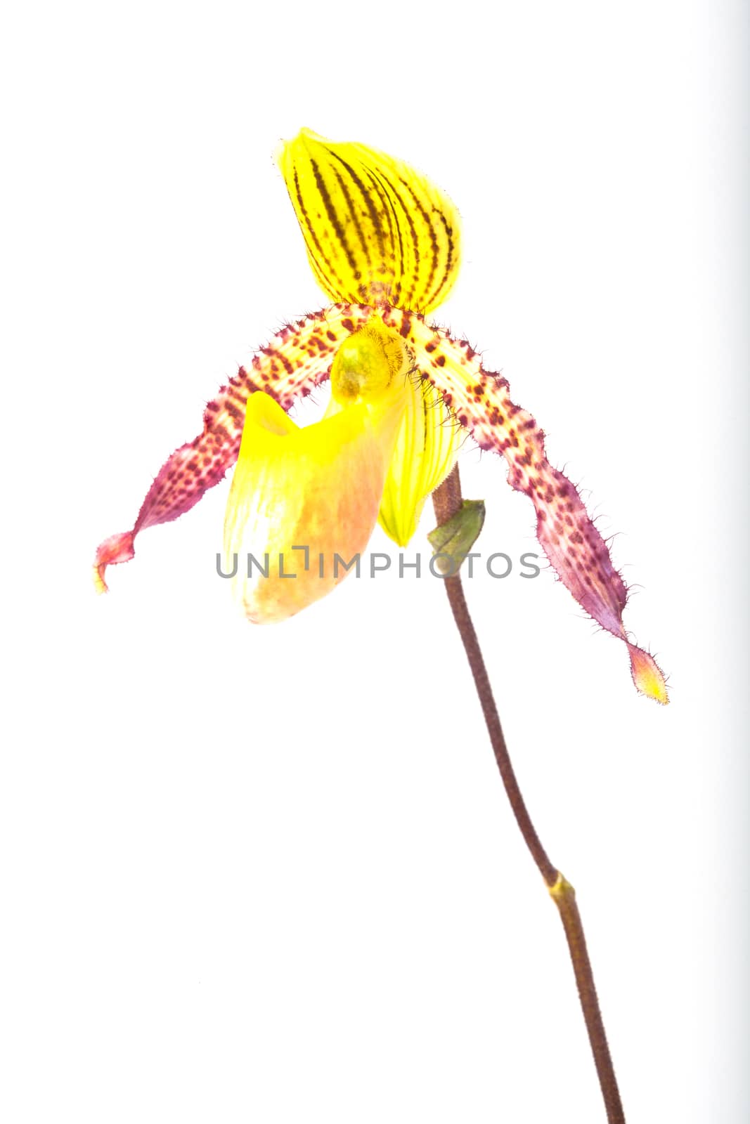 exotic tropical orchid species Paphiopedilum appletonianum lady's slipper flower closeup isolated on white