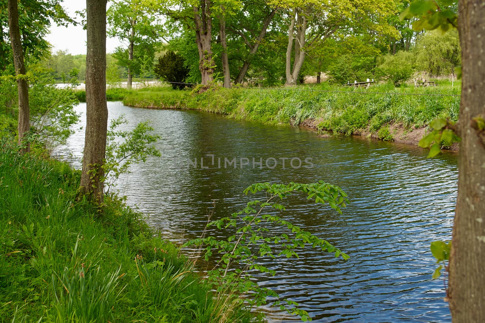 Small beautiful brook stream river in a green lush forest nature background                                    