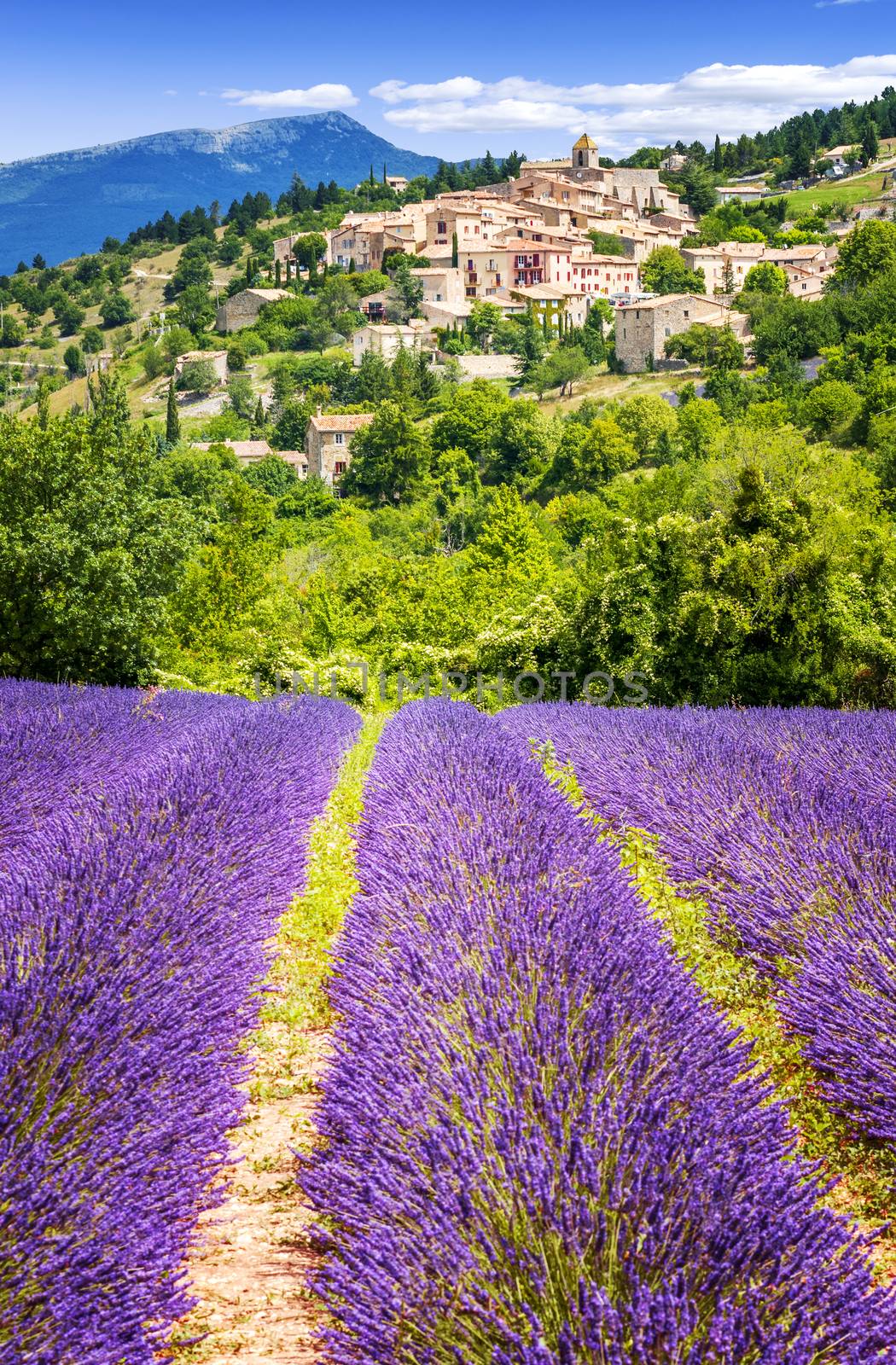 Lavender field and village, France. by ventdusud