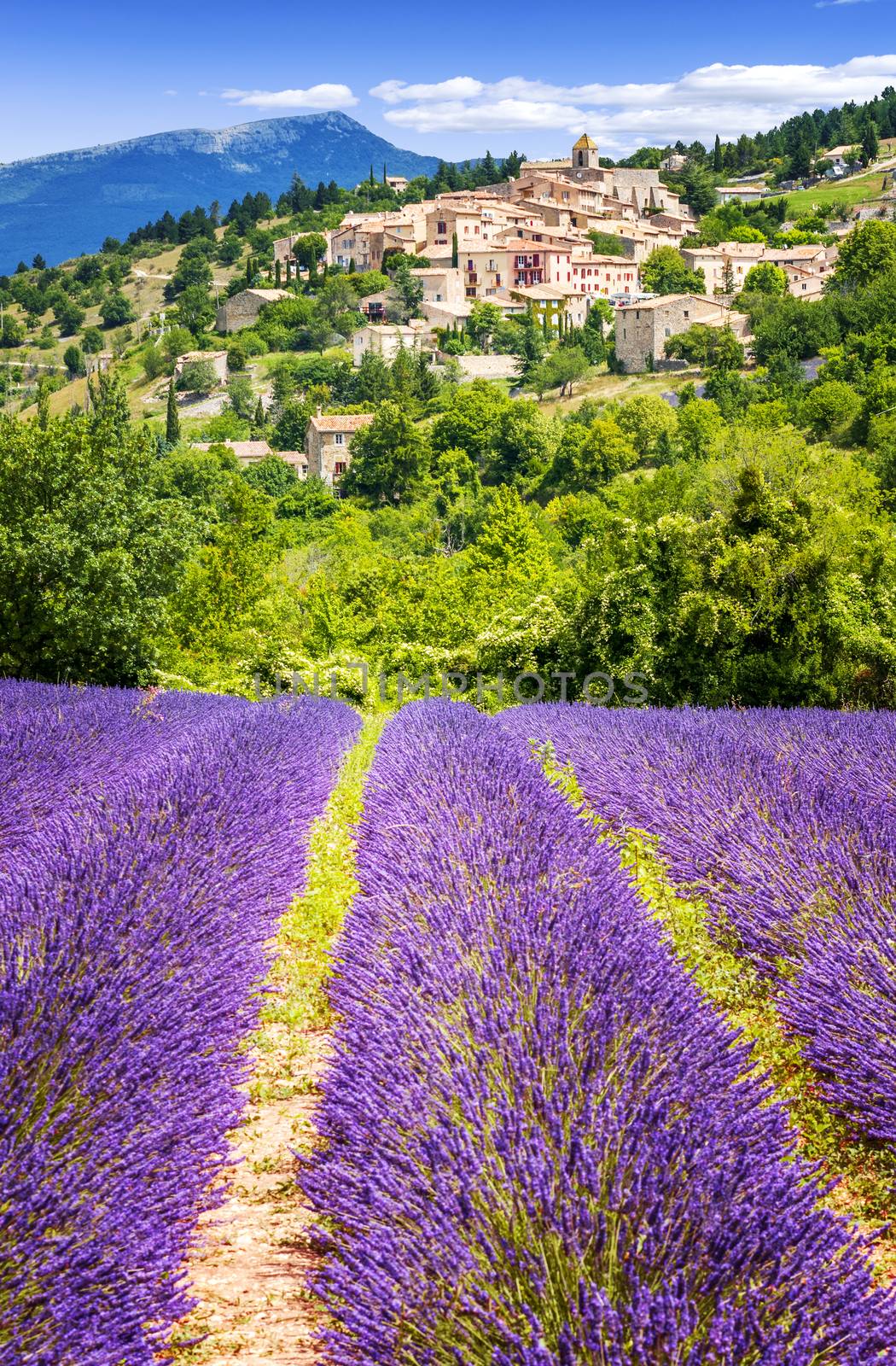 Aurel little village  in south of france with a lavender field in front of it