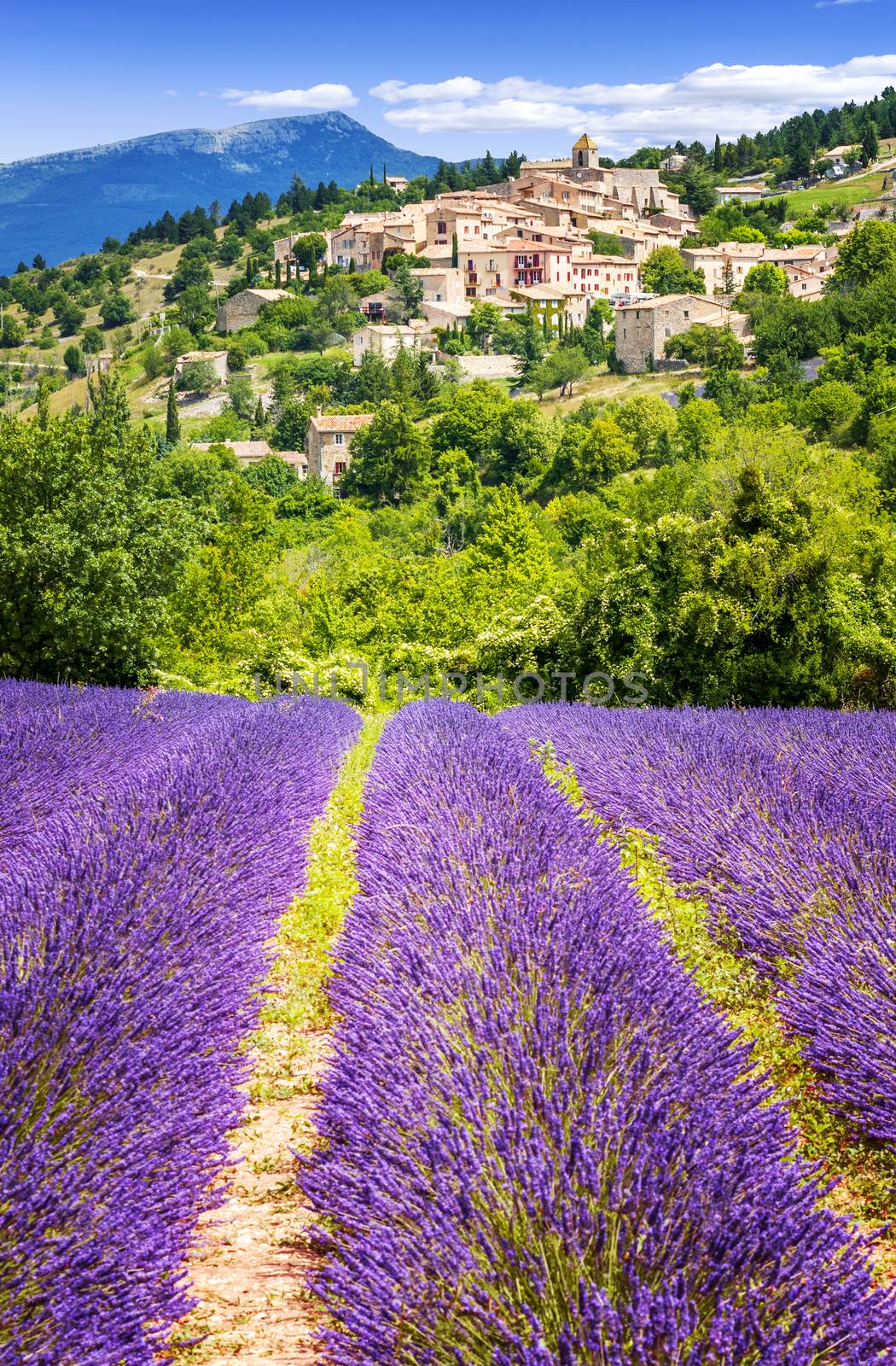 Aurel little village  in south of france with a lavender field in front of it