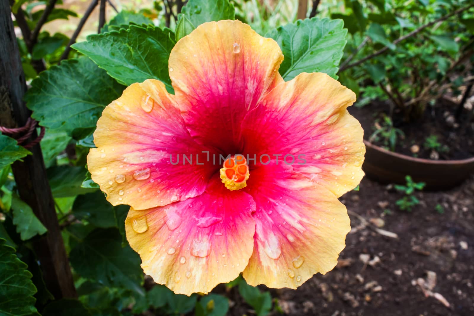 Beautiful Hibiscus Rosa Sinensis (Hibuscus sp.) in a Park