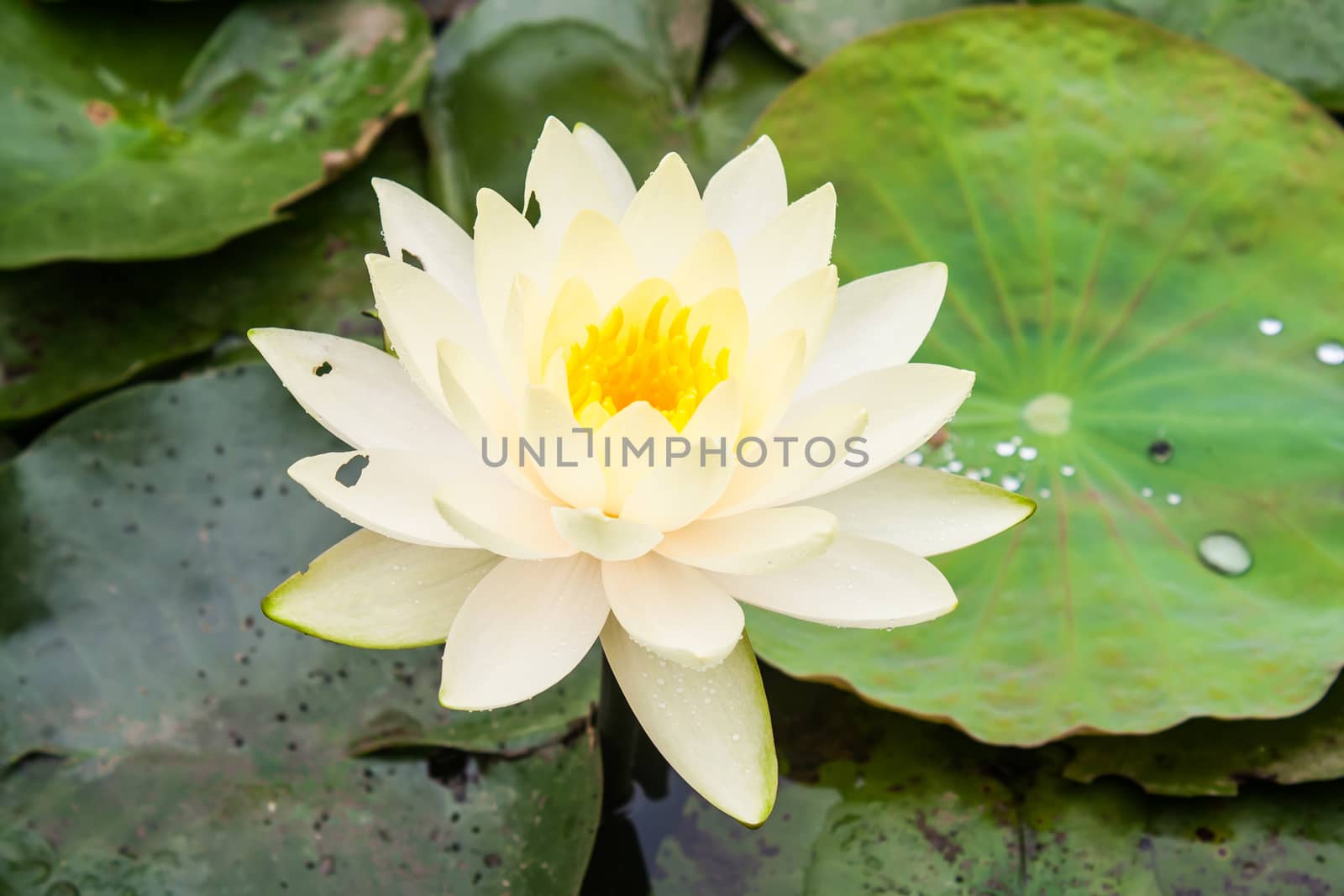 Beautiful Yellow Lotus Flower (Nelumbo sp.) in a Pond