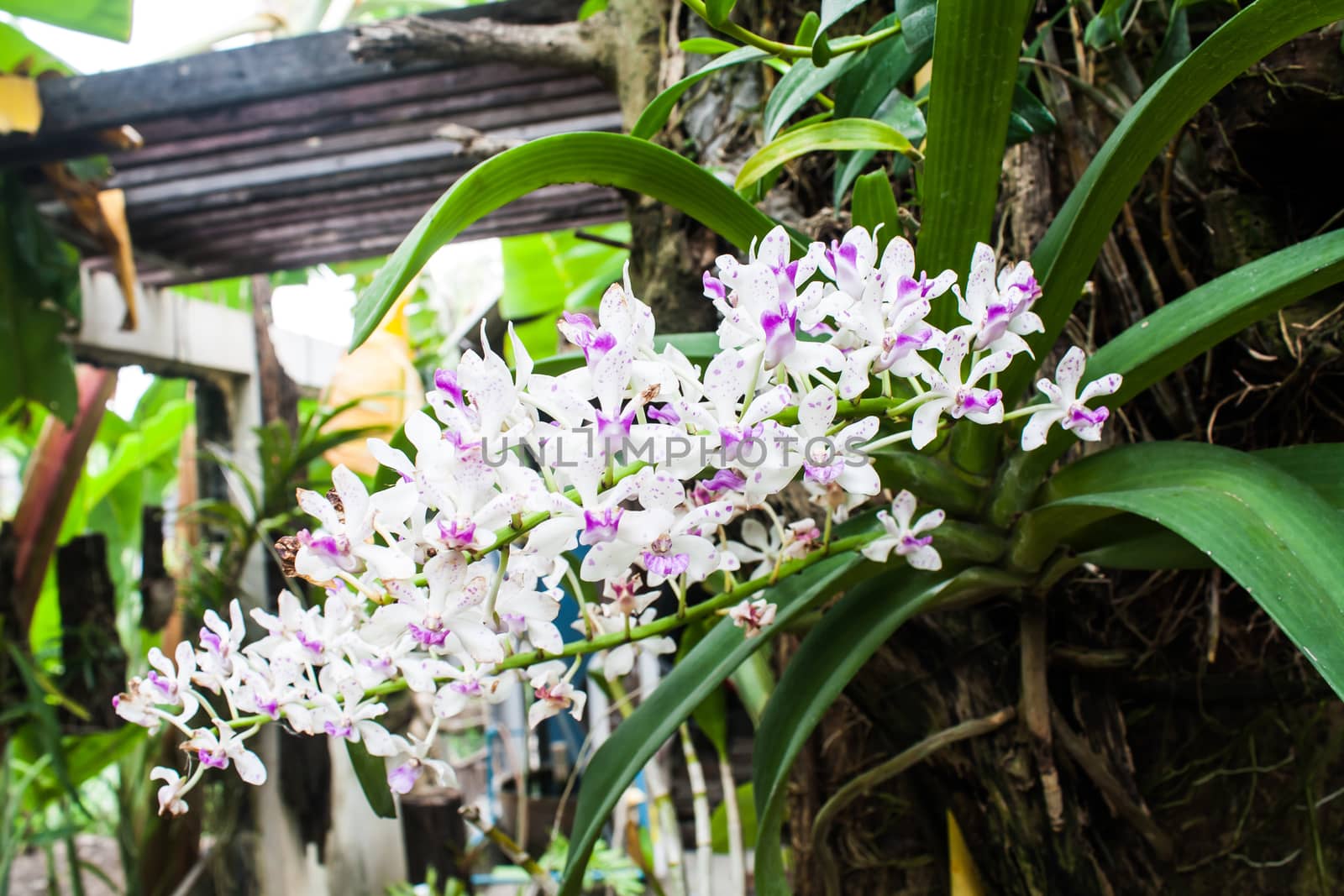 Beautiful Orchid, Rhynchostylis sp. Blooming in a Garden