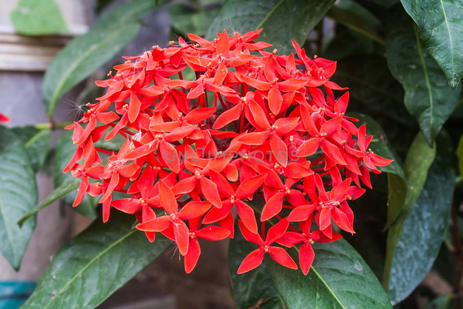 Beautiful Red Ixora Flower (Ixora sp.) in a Park