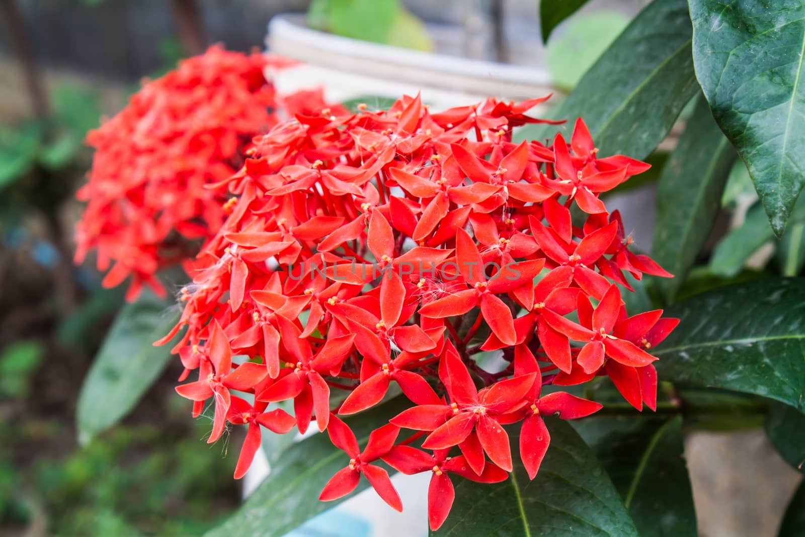 Beautiful Red Ixora Flower (Ixora sp.) in a Park