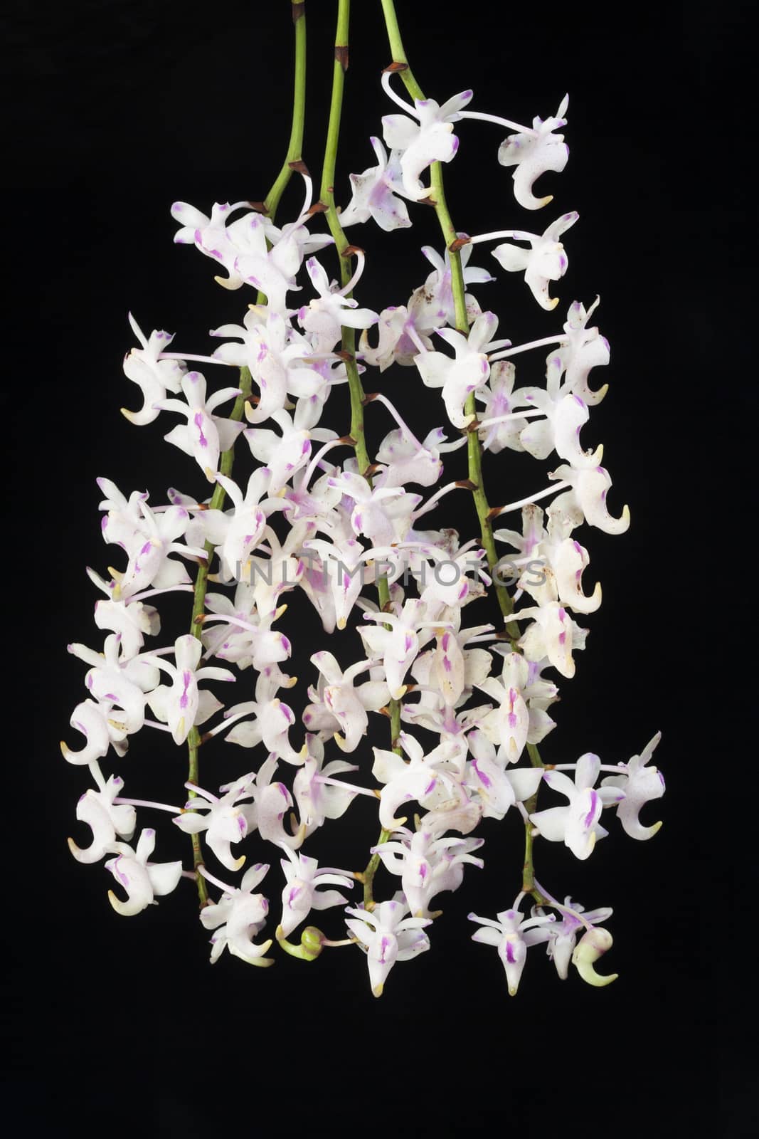 White orchid on a black background ,Aerides odorata.
