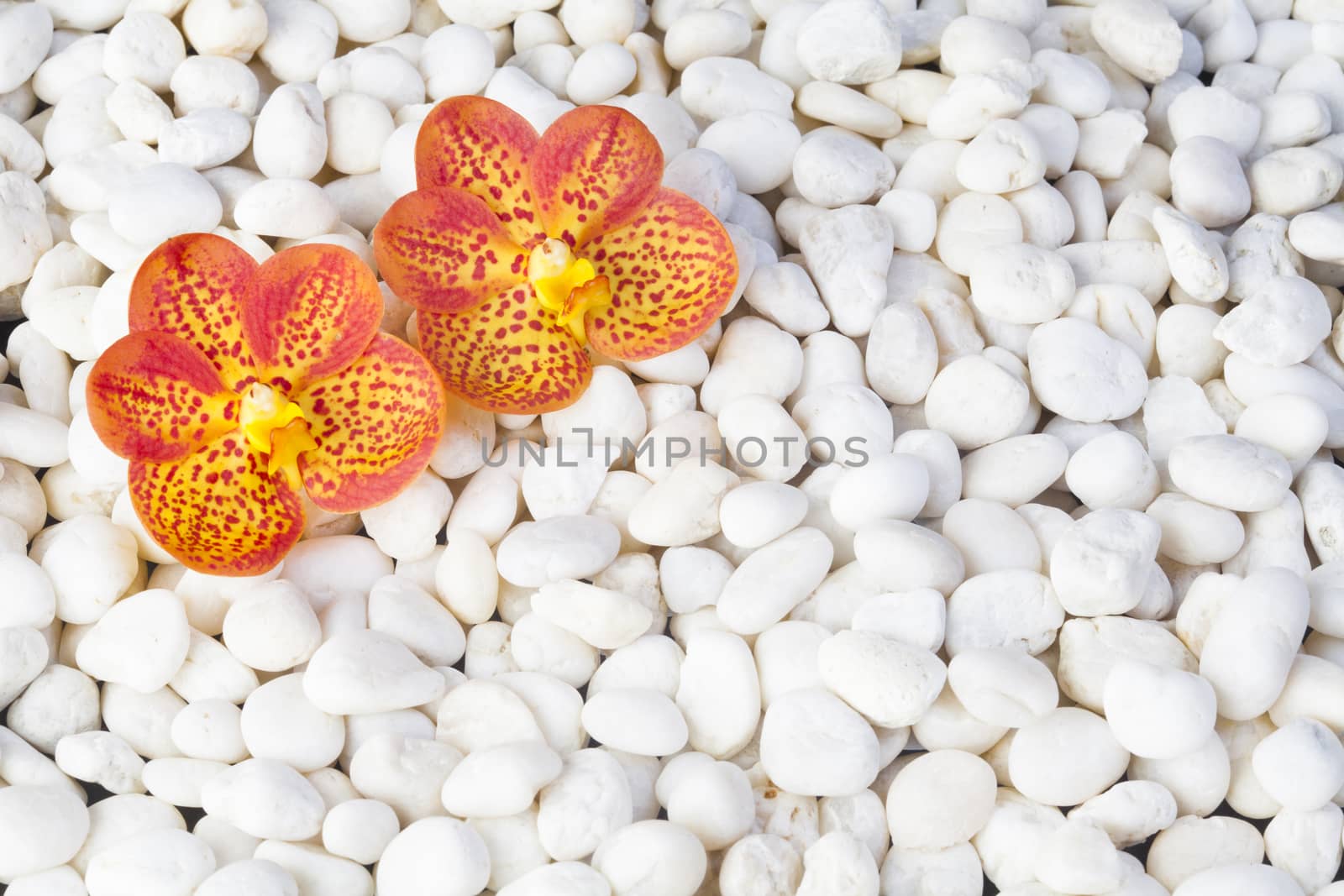 zen basalt stones and orchid isolated on black.