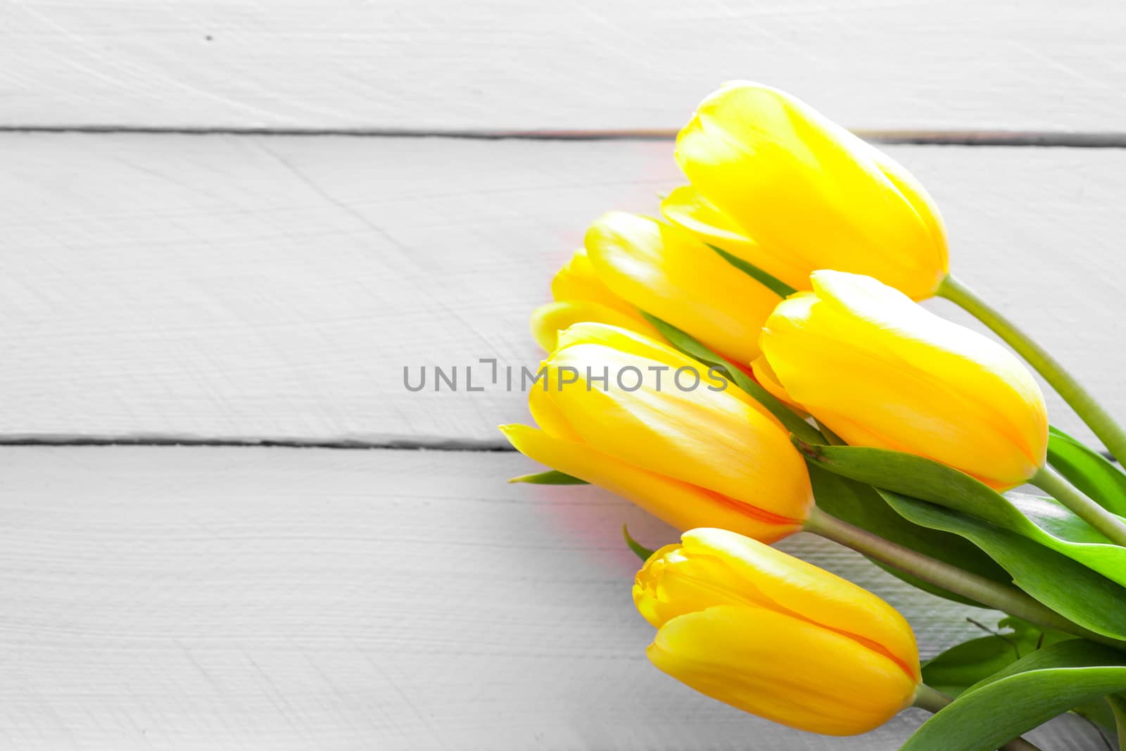 fresh yellow tulips on wooden background. studio shot