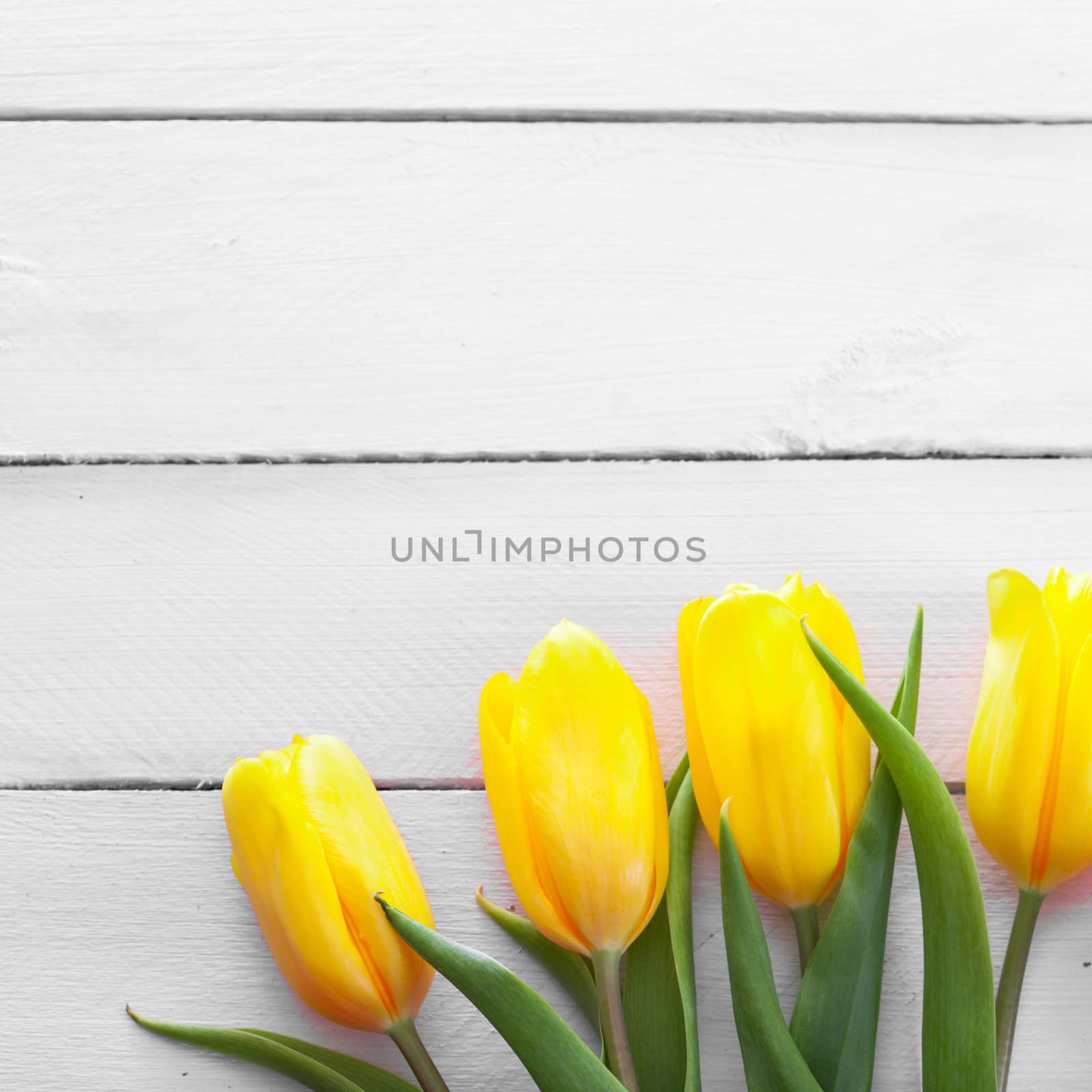 fresh yellow tulips by fotomaximum