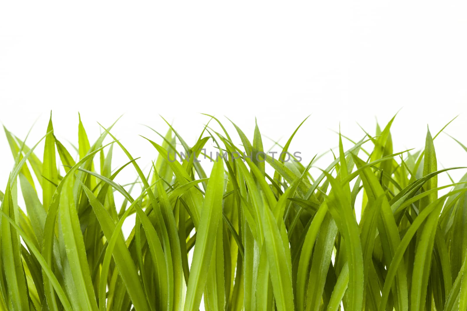 fresh spring green grass by fotomaximum