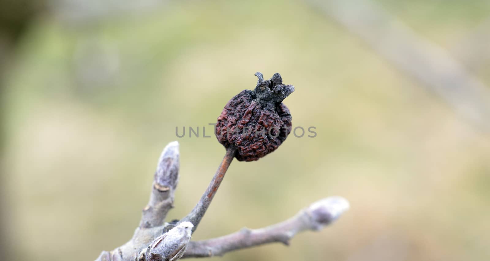 Picture of a wizened skin of old apple