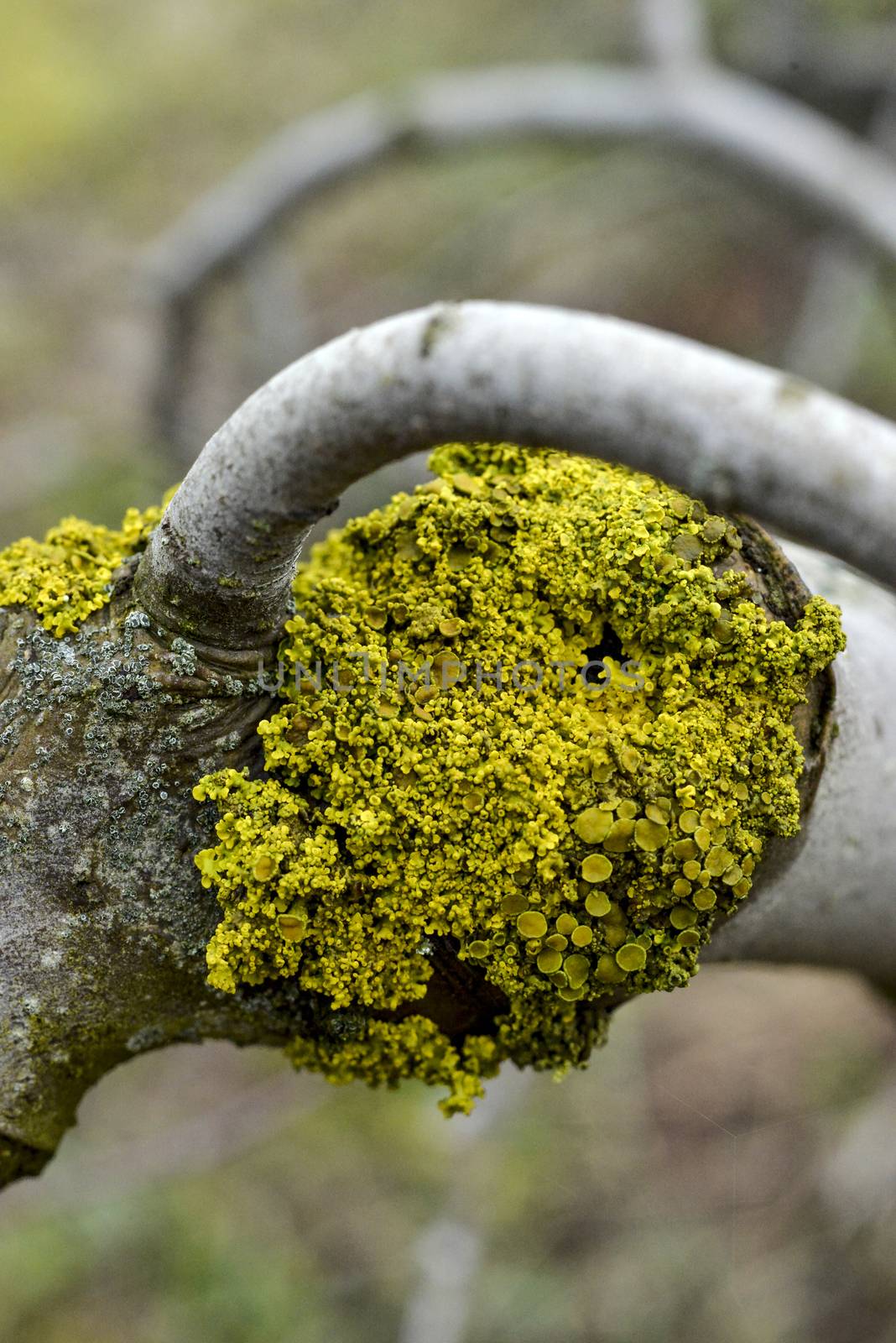 Picture of a Moss on an old apple tree