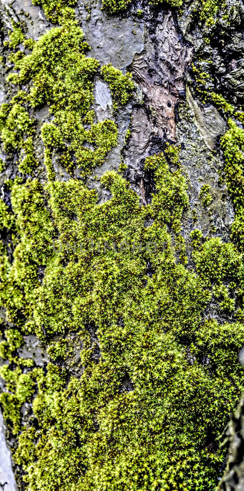 Picture of a Moss on an old apple tree