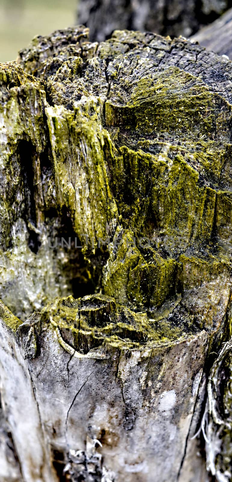 Old apple trunk,Picture of 