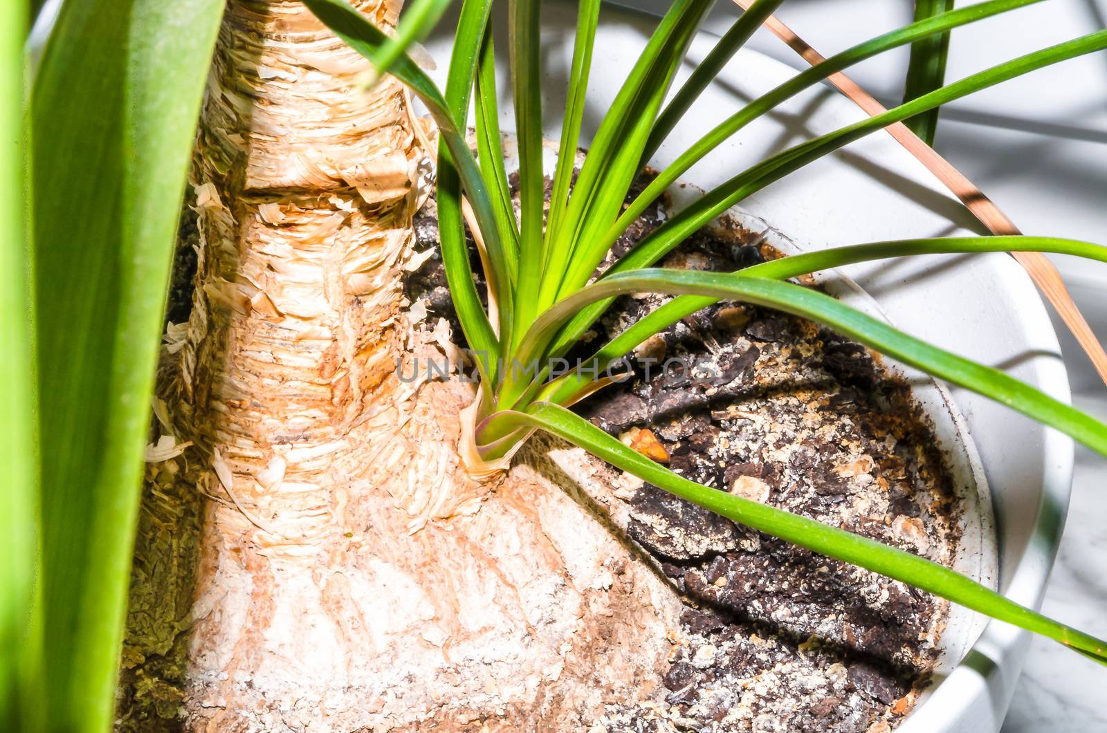 New green vegetation, bud on a small palm tree