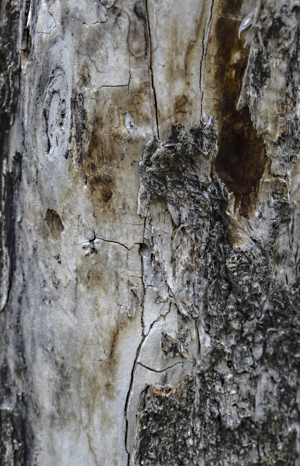 Old apple trunk by nehru