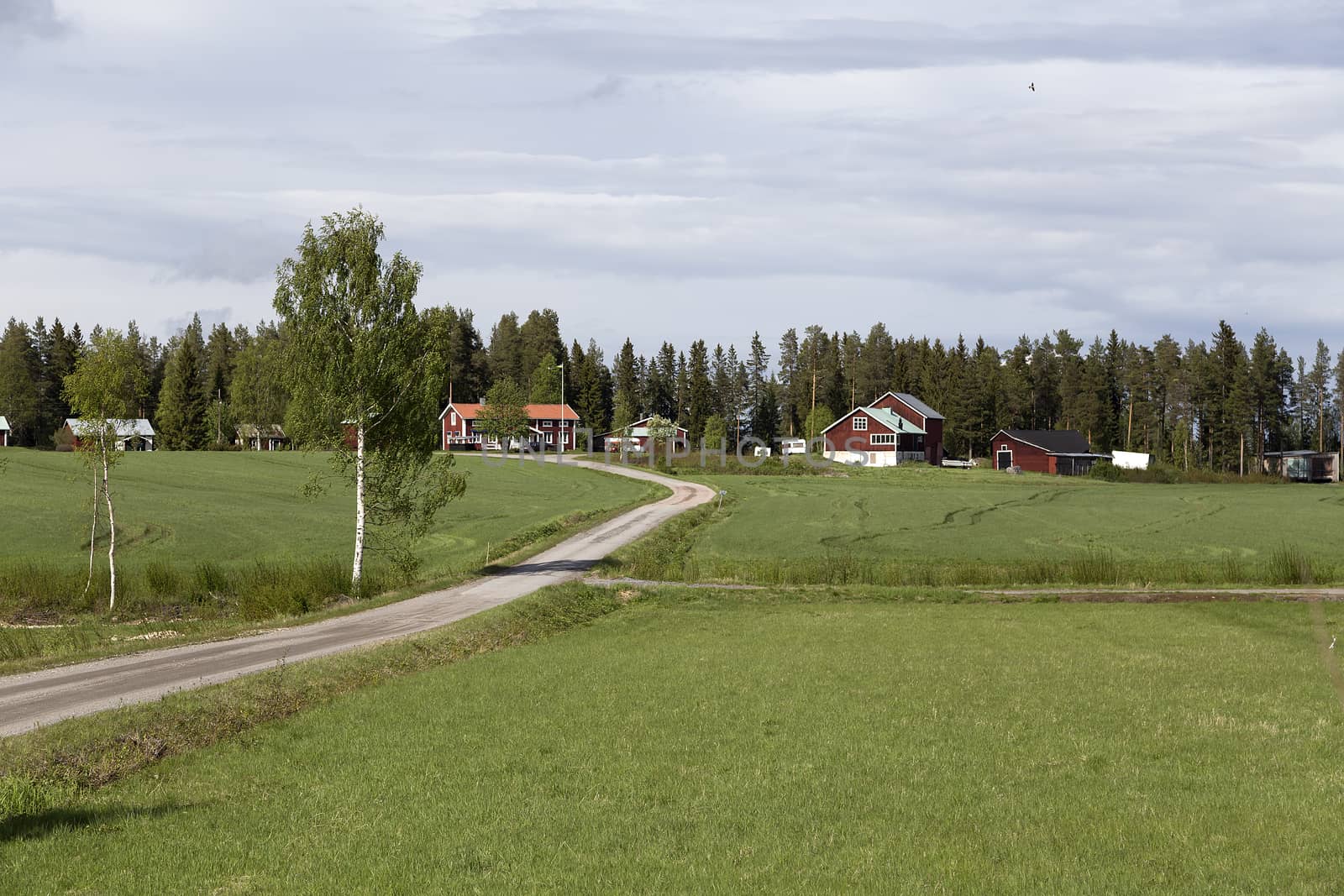 A countryside scene in a landscape with a forrest in the background