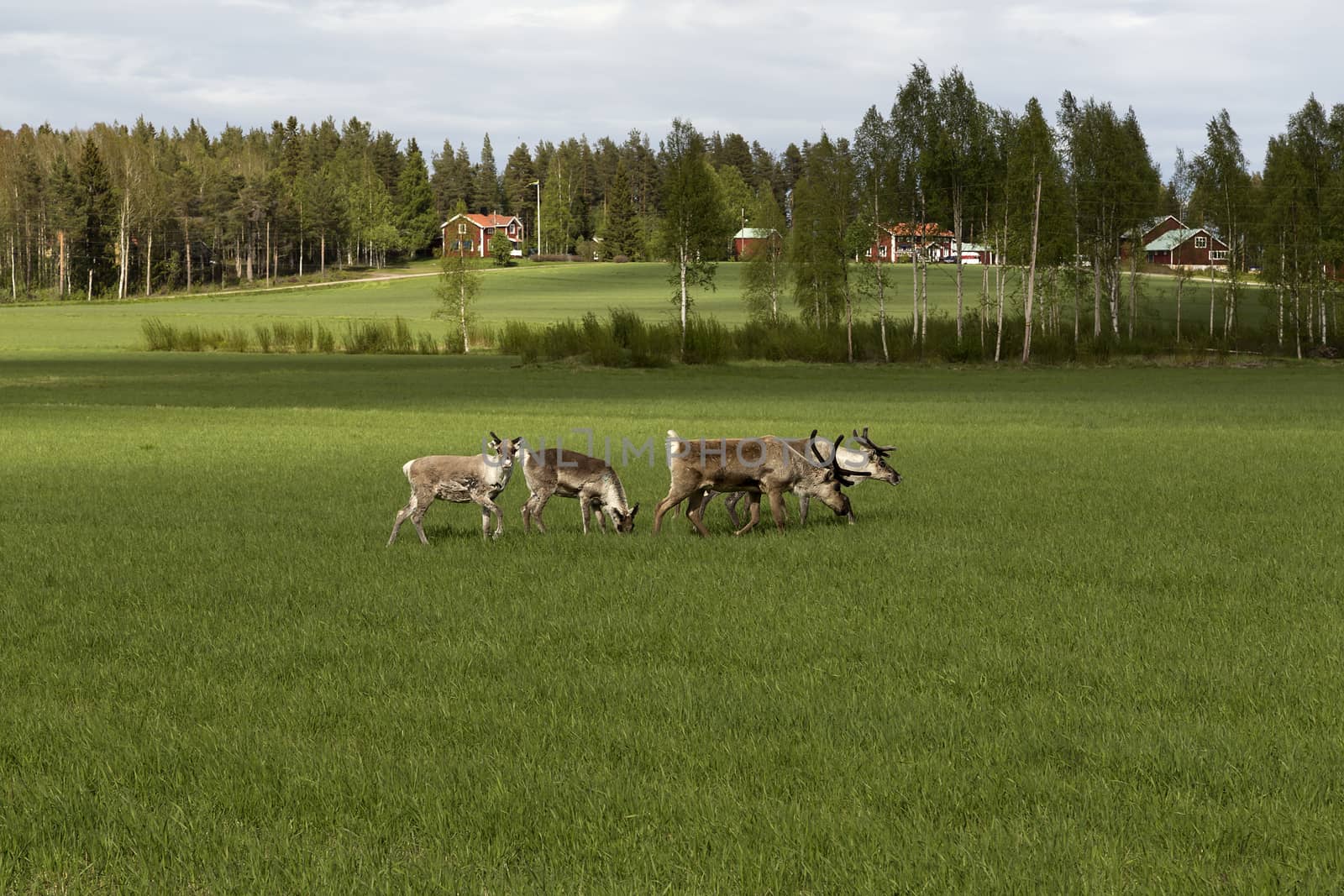 A pack of reindeers standing on a field eating