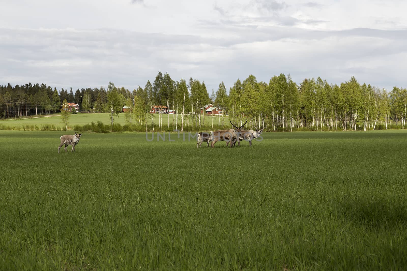 A group of reindeers walking in the nature on a green field