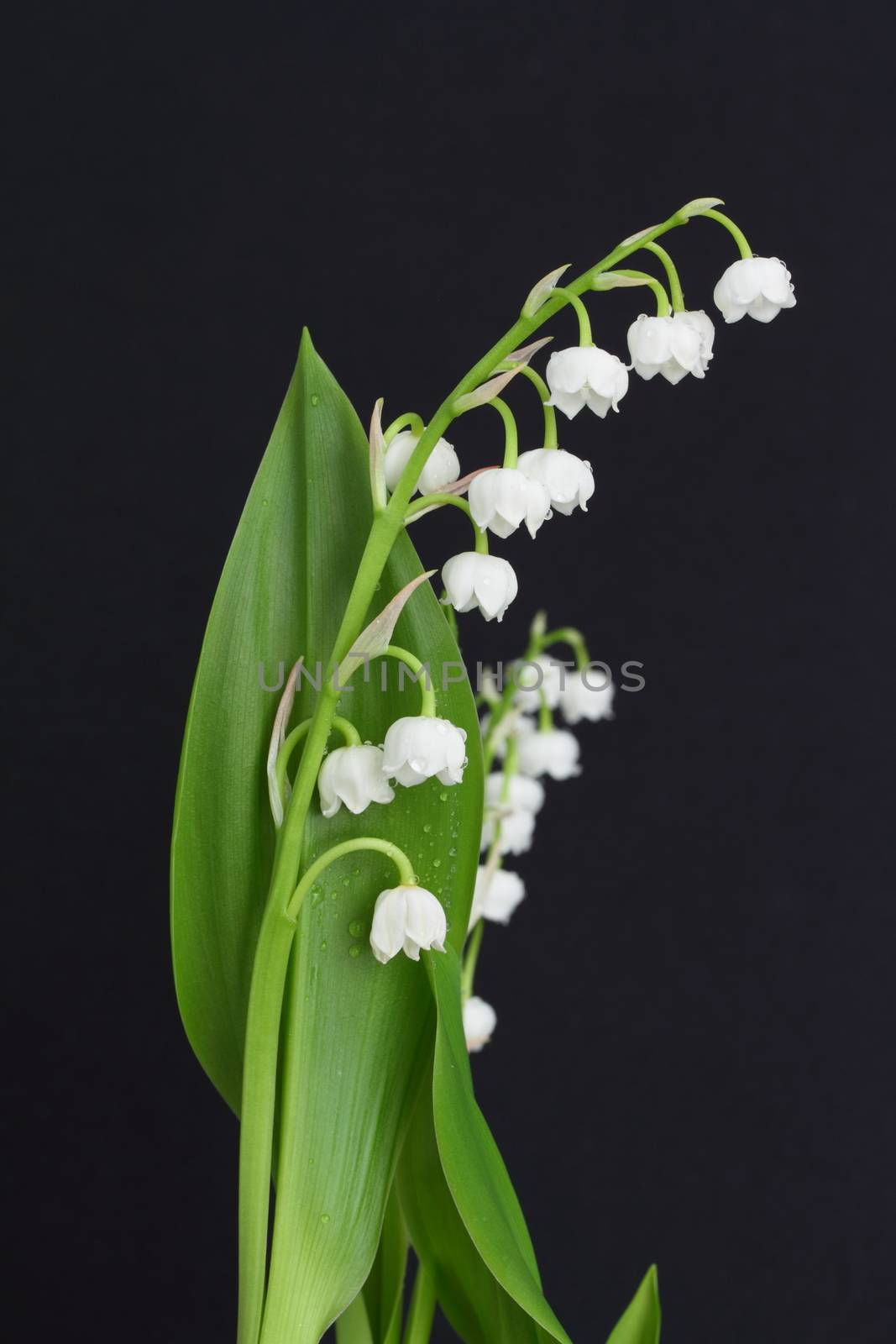 lily of the valley by mitzy