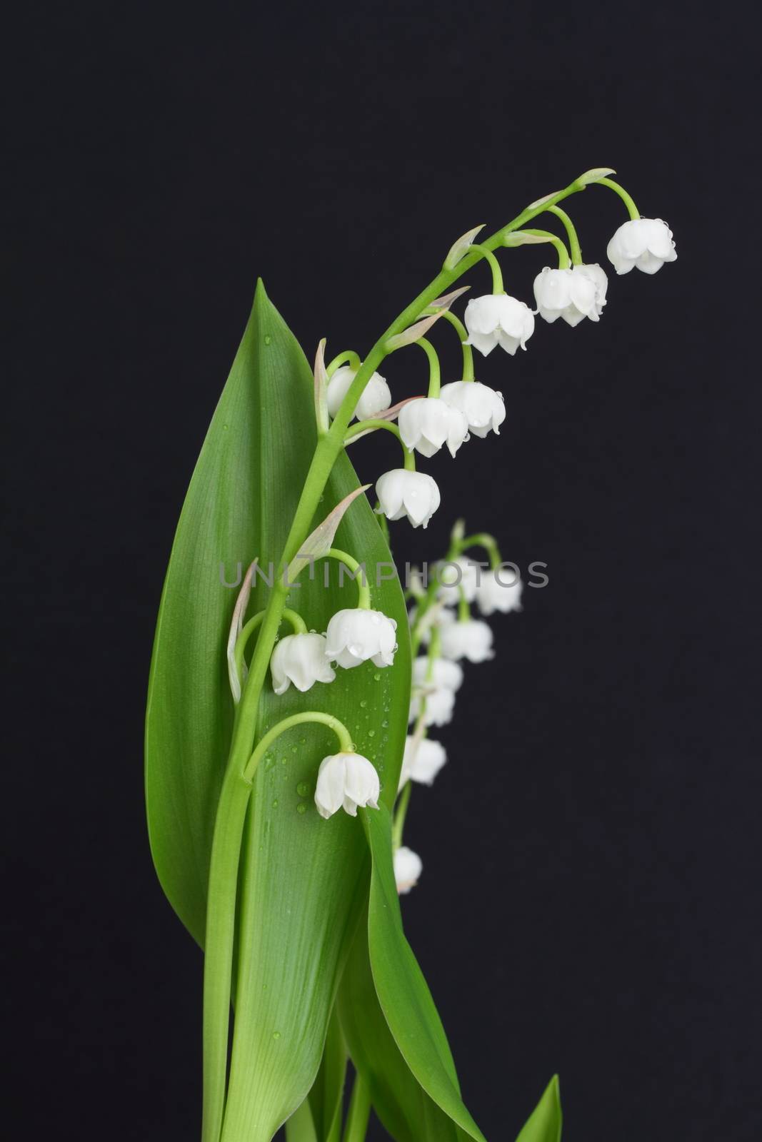 lily of the valley