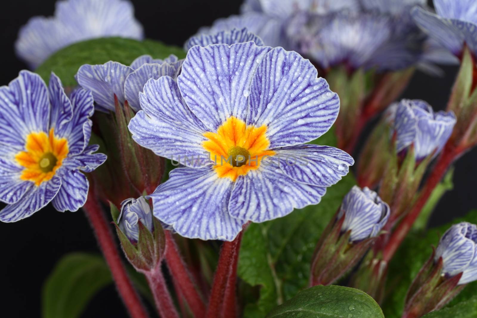 Blue striped primrose by mitzy