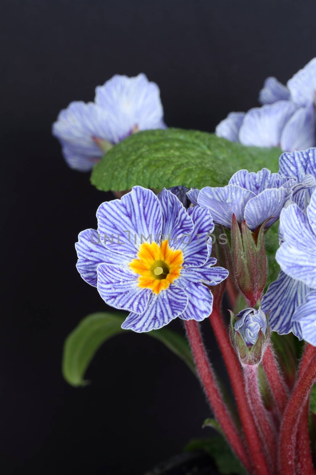 Blue striped primrose by mitzy